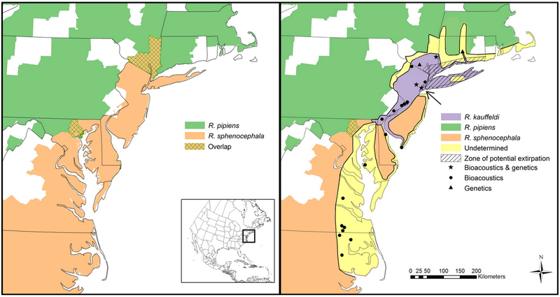 Illustration for article titled A New Frog Species Has Been Discovered ... In New York City